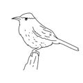 Cactus wren bird illustration vector