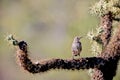 Cactus Wren, Campylorhynchus brunneicapillus