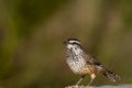 Cactus Wren, Campylorhynchus brunneicapillus