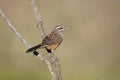 Cactus Wren (Campylorhynchus brunneicapillus)