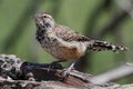 Cactus Wren Campylorhynchus brunneicapillus