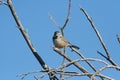 Cactus wren Campylorhynchus brunneicapillus