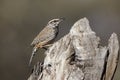 Cactus wren, Campylorhynchus brunneicapillus