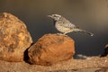 Cactus wren, Campylorhynchus brunneicapillus