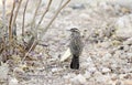 Cactus Wren bird, Tucson Arizona Sonora Desert Royalty Free Stock Photo