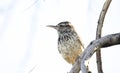 Cactus Wren bird, Tucson Arizona Sonora Desert Royalty Free Stock Photo