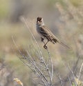 Cactus Wren (Campylorhynchus Brunneicapillus)