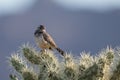 Cactus Wren, Campylorhynchus brunneicapillus