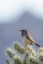 Cactus Wren, Campylorhynchus brunneicapillus