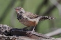 Cactus Wren Campylorhynchus brunneicapillus