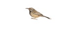 Cactus wren, Campylorhynchus brunneicapillus