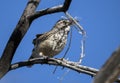 Cactus Wren carrying nesting material