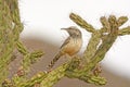 Cactus Wren on a Cholla in the Desert Royalty Free Stock Photo