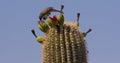 Cactus Wren feeding on Saguaro