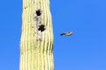 Cactus wren flying out of cactus