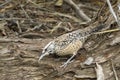 Cactus Wren Foraging for Insects Royalty Free Stock Photo