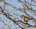 Cactus Wren Heleodytes brunneicapillus