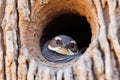 cactus wren nesting in a saguaro cactus cavity Royalty Free Stock Photo