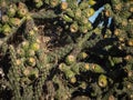 Cactus wren preparing it's nest Royalty Free Stock Photo