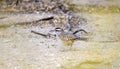 Cactus Wren, Tucson Arizona desert Royalty Free Stock Photo