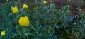 Cactus Yallow Flowers Royalty Free Stock Photo