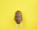 Cactus on yellow background. Cactus Fashion Design. Royalty Free Stock Photo