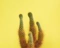 Cactus on yellow background.Minimal fashion Stillife.