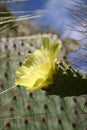 Cactus with Yellow Flower Royalty Free Stock Photo