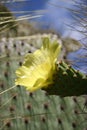 Cactus with Yellow Flower