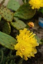 Cactus yellow flower blooming, close up