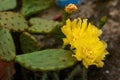 Cactus yellow flower blooming, close up