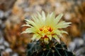 The cactus with yellow flower