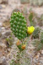 A cactus with a yellow flower on top in the high altitude botanical garden in Tilcara, Argentina Royalty Free Stock Photo