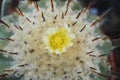 Cactus with yellow flower in a tropical garden Royalty Free Stock Photo