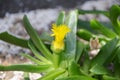 Cactus with yellow flower in a tropical garden Royalty Free Stock Photo