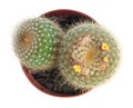Cactus with yellow flowers Royalty Free Stock Photo