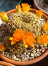 Cactus - Yellow Flowers