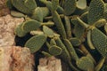 Cactus with yellow torns and stone top view