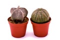 Cactuses Astrophytum myriostigma and Euphorbia obesa