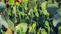 Cactuses background Royalty Free Stock Photo