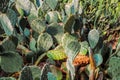 Cactuses background Royalty Free Stock Photo