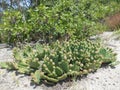 Nopal Cactuses and Prunus MarÃÂ­tima Tree.