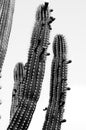 cactuses. black and white concept