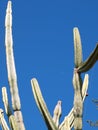 Cactuses in the blue Royalty Free Stock Photo