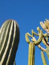 Cactuses in the blue Royalty Free Stock Photo