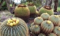 Cactuses in the botanical garden of JardÃÂ­n BotÃÂ¡nico Viera y Clavijo in island of Gran Canaria