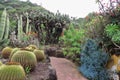 Cactuses in the botanical garden of JardÃÂ­n BotÃÂ¡nico Viera y Clavijo in island of Gran Canaria