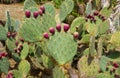 Cactuses Cactaceae Opuntia with fruits Royalty Free Stock Photo