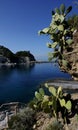 Cactuses at Cala Feola bay on Ponza Island in Italy