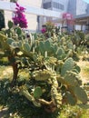 Cactuses with city view on the background.